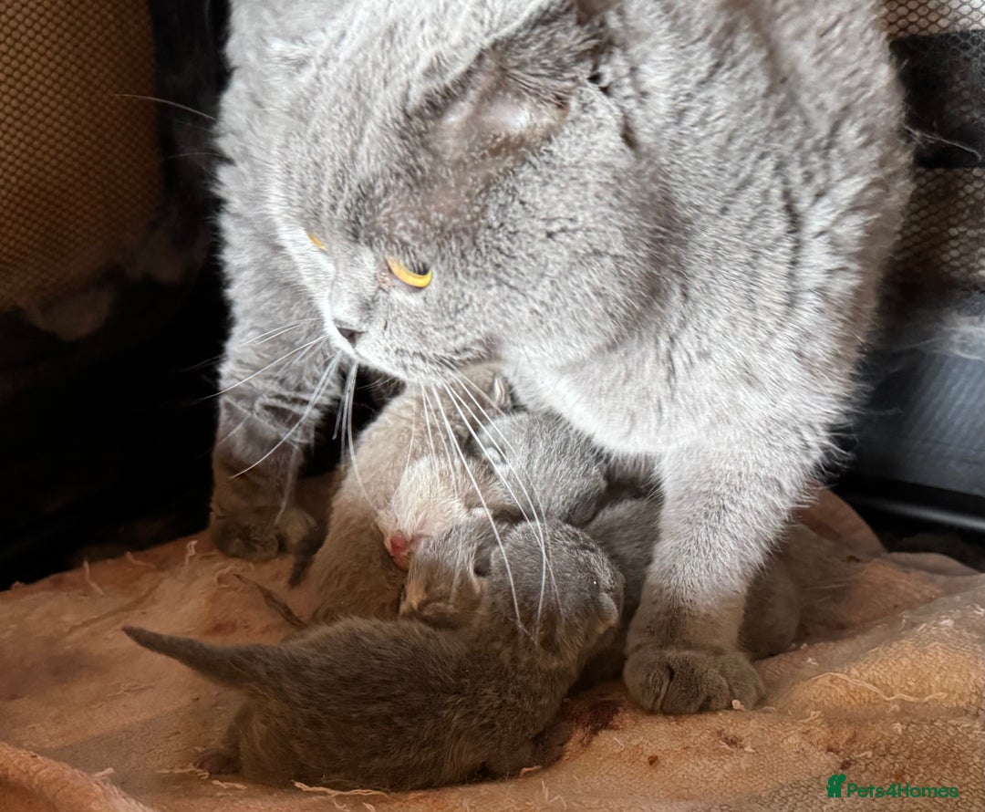 Scottish Fold cats for sale: Beautiful TICA reg Scottish Fold/Straight Kittens  - Image 21