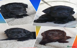 Australian Labradoodle dogs for sale: Health-tested Australian Labradoodle puppies - Image 5