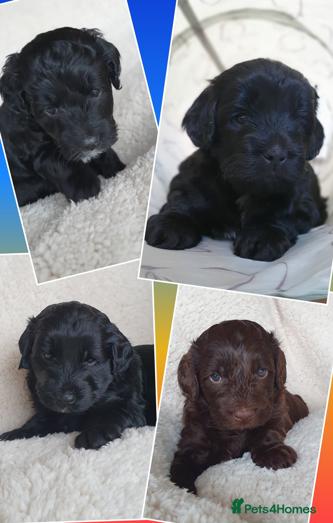 Australian Labradoodle dogs for sale: Health-tested Australian Labradoodle puppies - Image 5