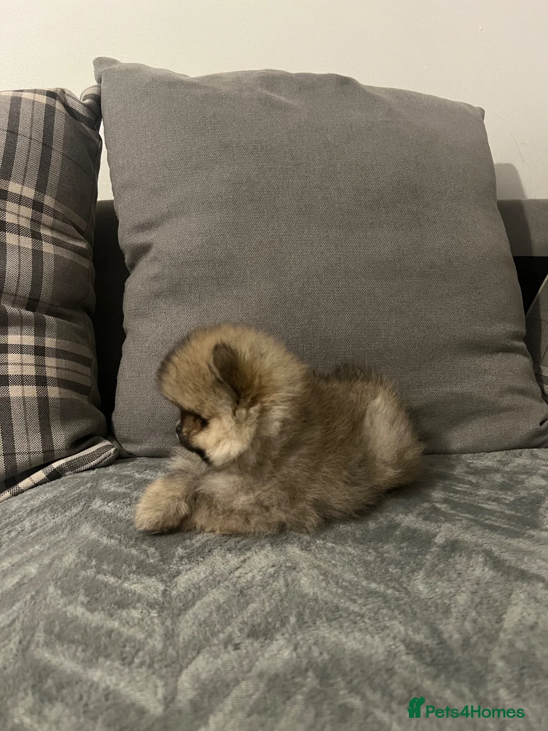 Pomeranian dogs for sale: KC Pomeranian teddy bears  - Advert 2