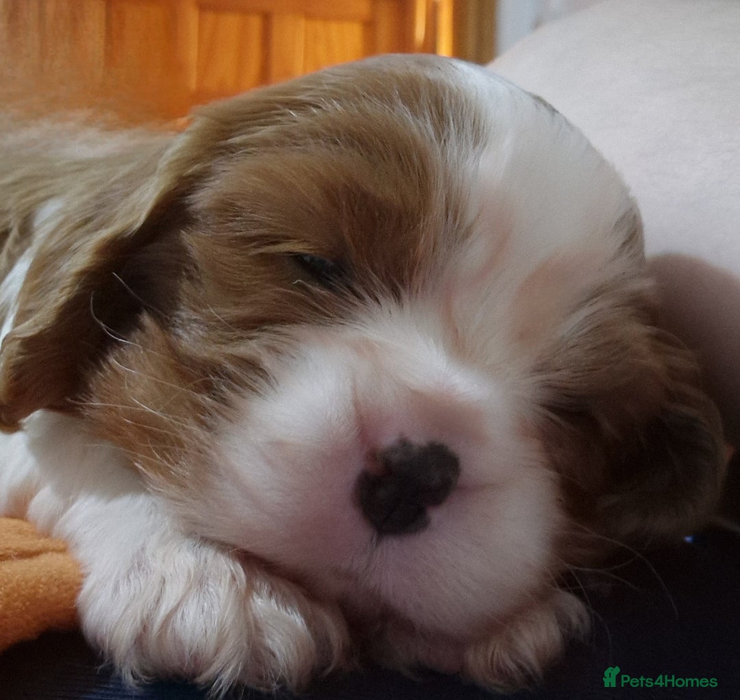Cavalier King Charles Spaniel dogs for sale: ✨ Gorgeous Puppy Ready for a Loving Home ✨ - Advert 7