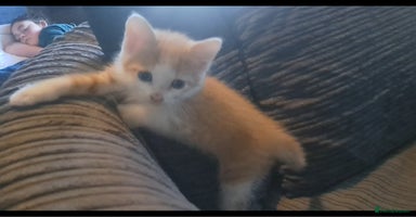 Mixed Breed cats - Advert 6