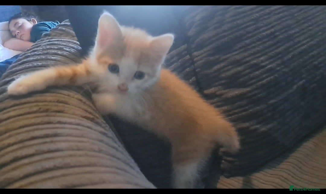 Mixed Breed cats for sale: 7 gorgeous kittens READY NOW - Image 3