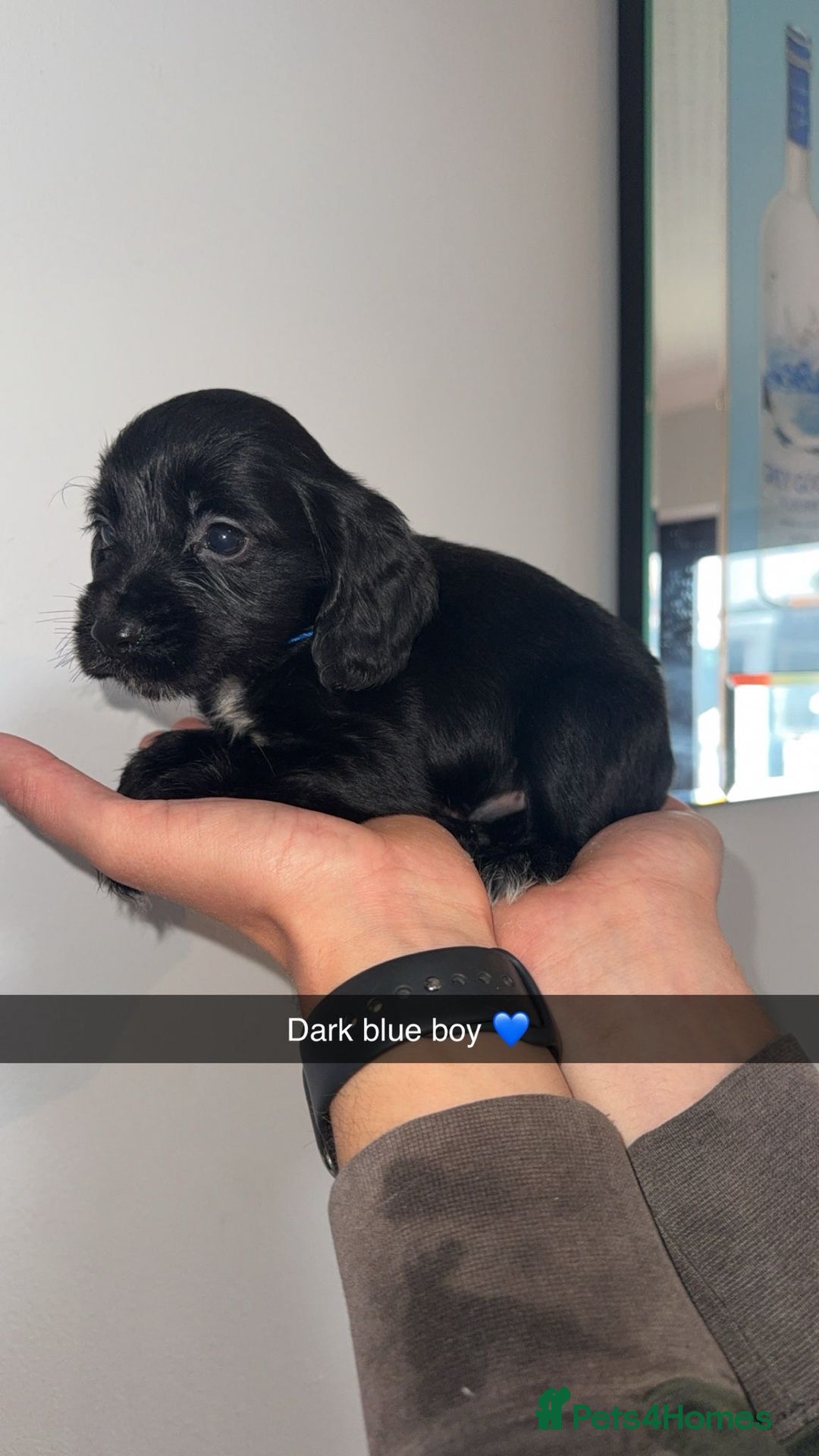 Cocker Spaniel dogs for sale: Cocker spaniel puppies  - Image 5