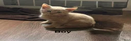 Mixed Breed cats for sale: 5 kittens ready for new homes.  - Advert 2