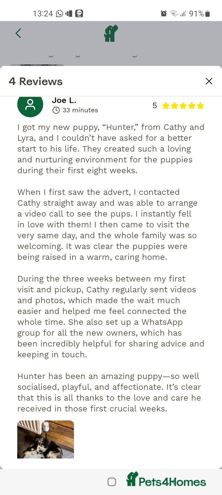 Mixed Breed dogs Stunning Huntadoodles - Available Now  - Advert 2