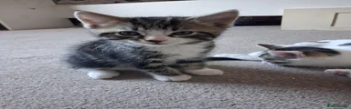 Mixed Breed Kitten 4
