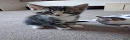 Mixed Breed cats for sale: Kittens looking for new home - Advert 7