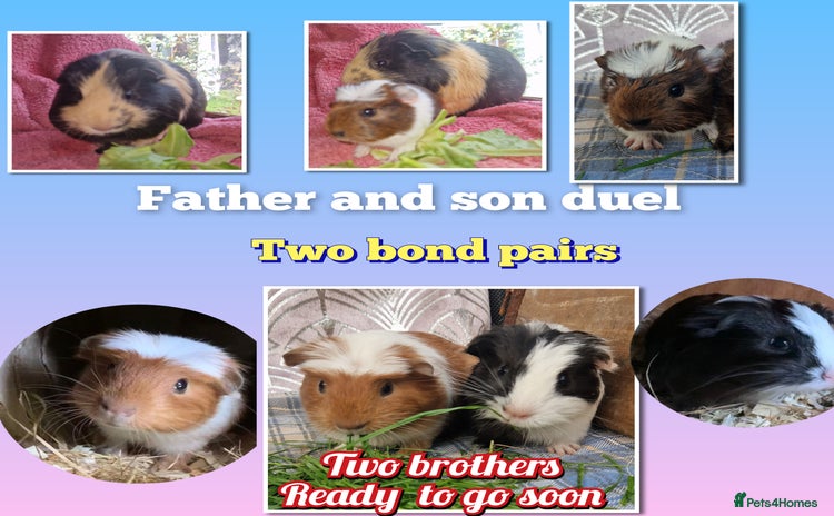 Guinea Pig rodents in Darwen - Advert 5