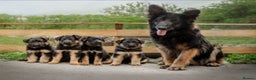 German Shepherd dogs for sale:  German shepherd puppy  - Advert 1