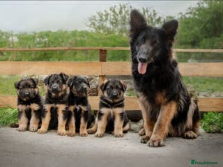 German Shepherd dogs German shepherd puppy - Advert 5