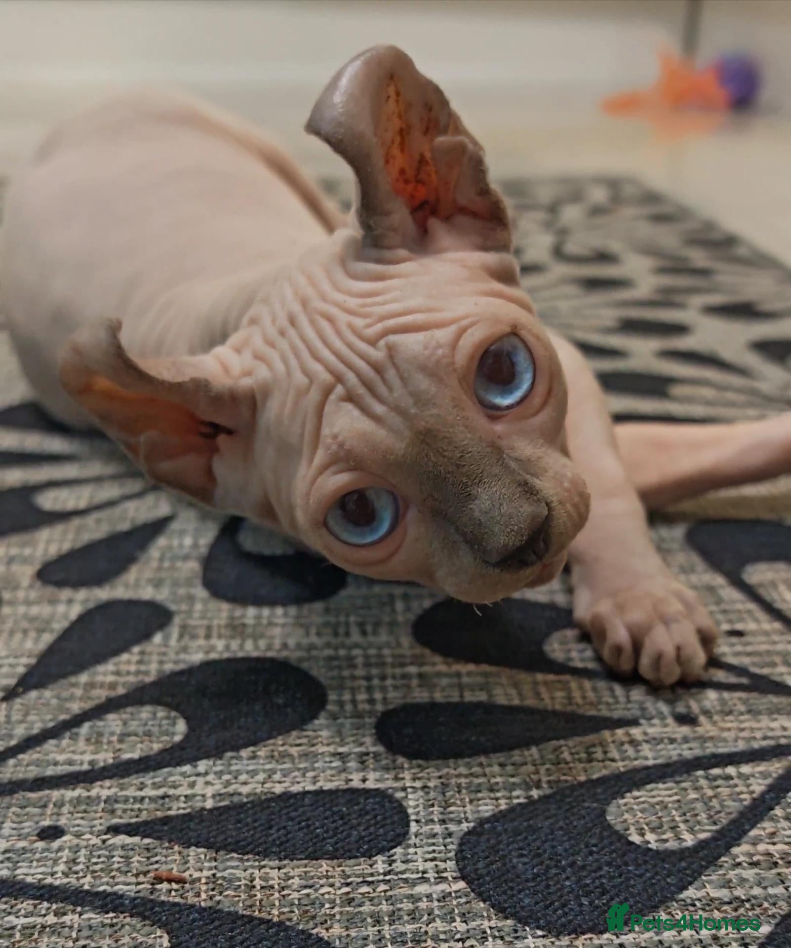 Sphynx cats Last boy available. READY NOW - Advert 1
