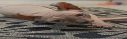 Sphynx cats for sale: Last boy available. READY NOW - Advert 1