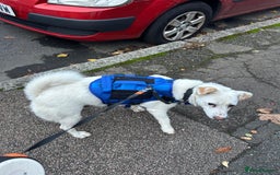 Mixed Breed dogs for adoption: Chance  - Advert 2