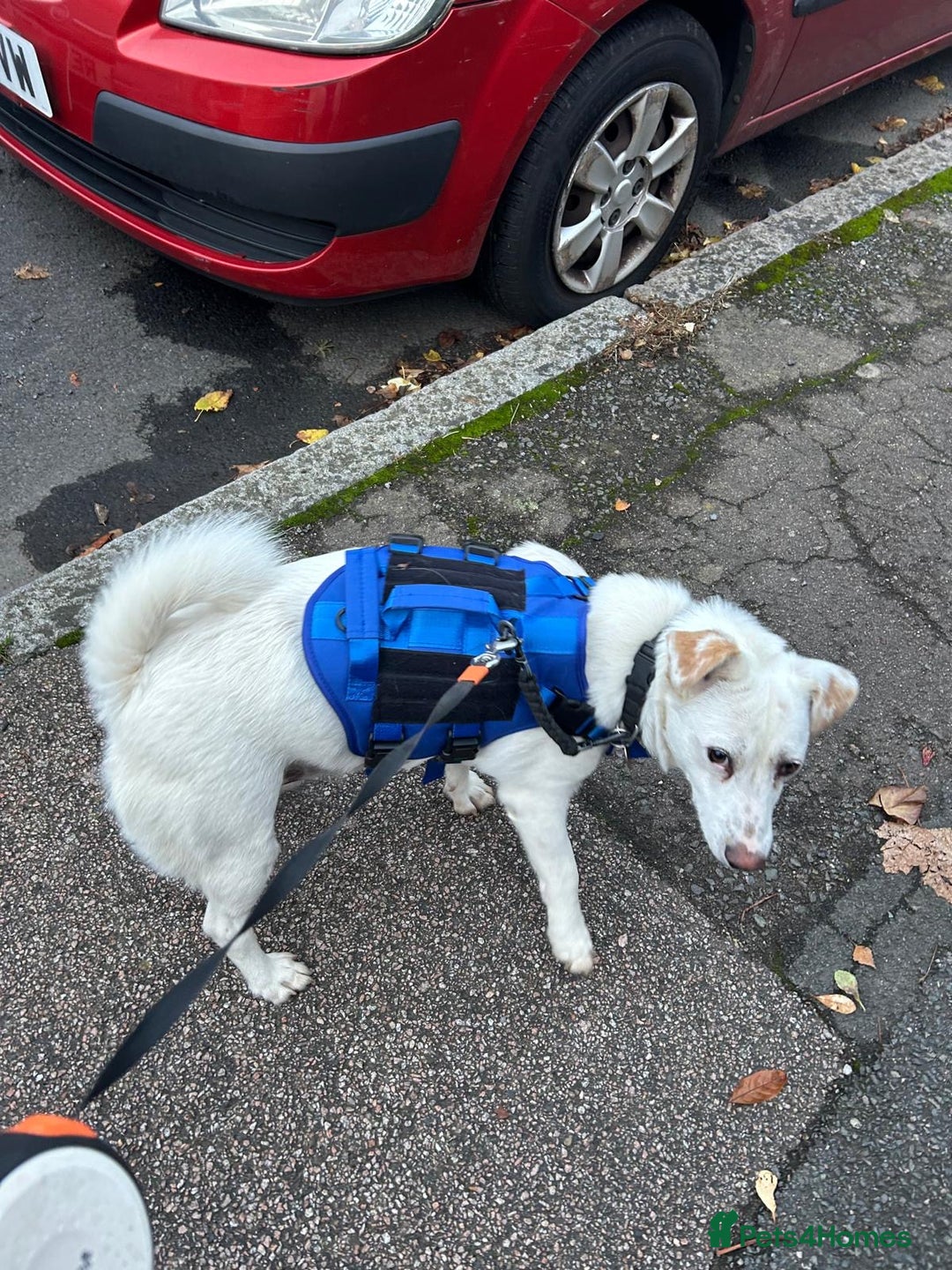 Mixed Breed dogs for adoption: Chance  - Advert 2