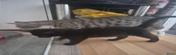 Mixed Breed cats for sale: Sweet little boy needing a new home - Advert 8