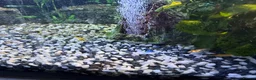 Platies fish for sale: Platys, mollies, swardtails, guppies  - Advert 5