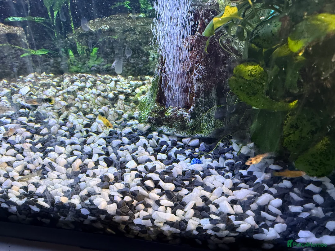 Platies fish for sale: Platys, mollies, swardtails, guppies  - Advert 5