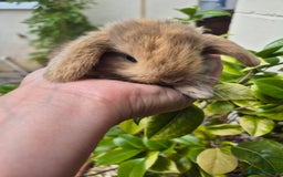 Mini Lop rabbits for sale: Beautifull  mini lops  - Image 3