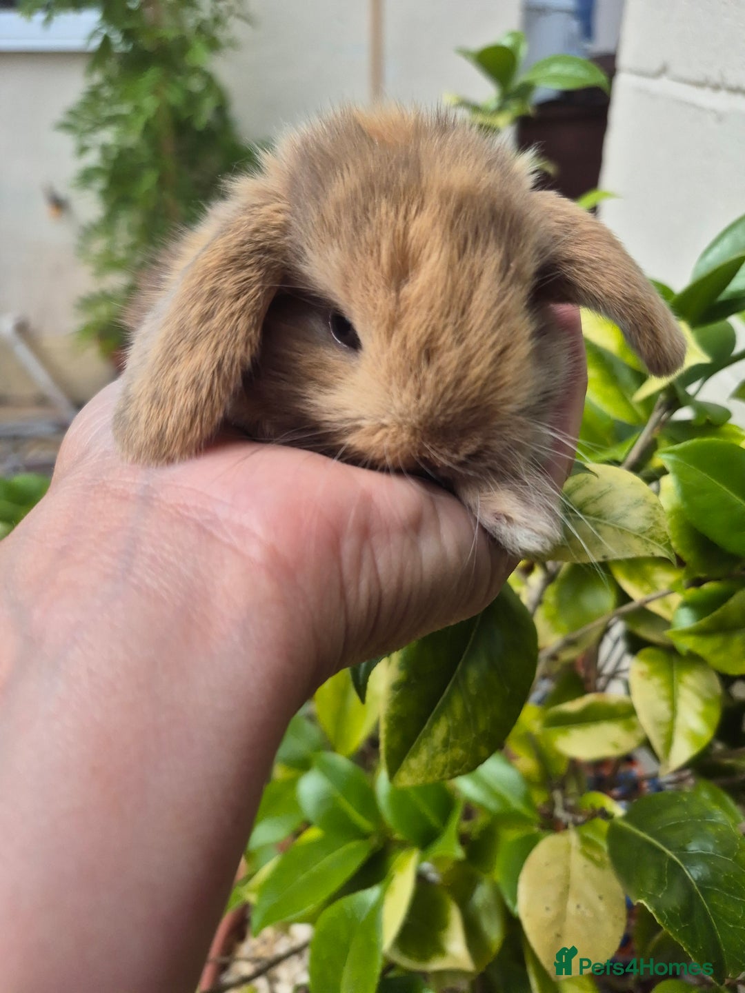 Mini Lop rabbits for sale: Beautifull  mini lops  - Image 3