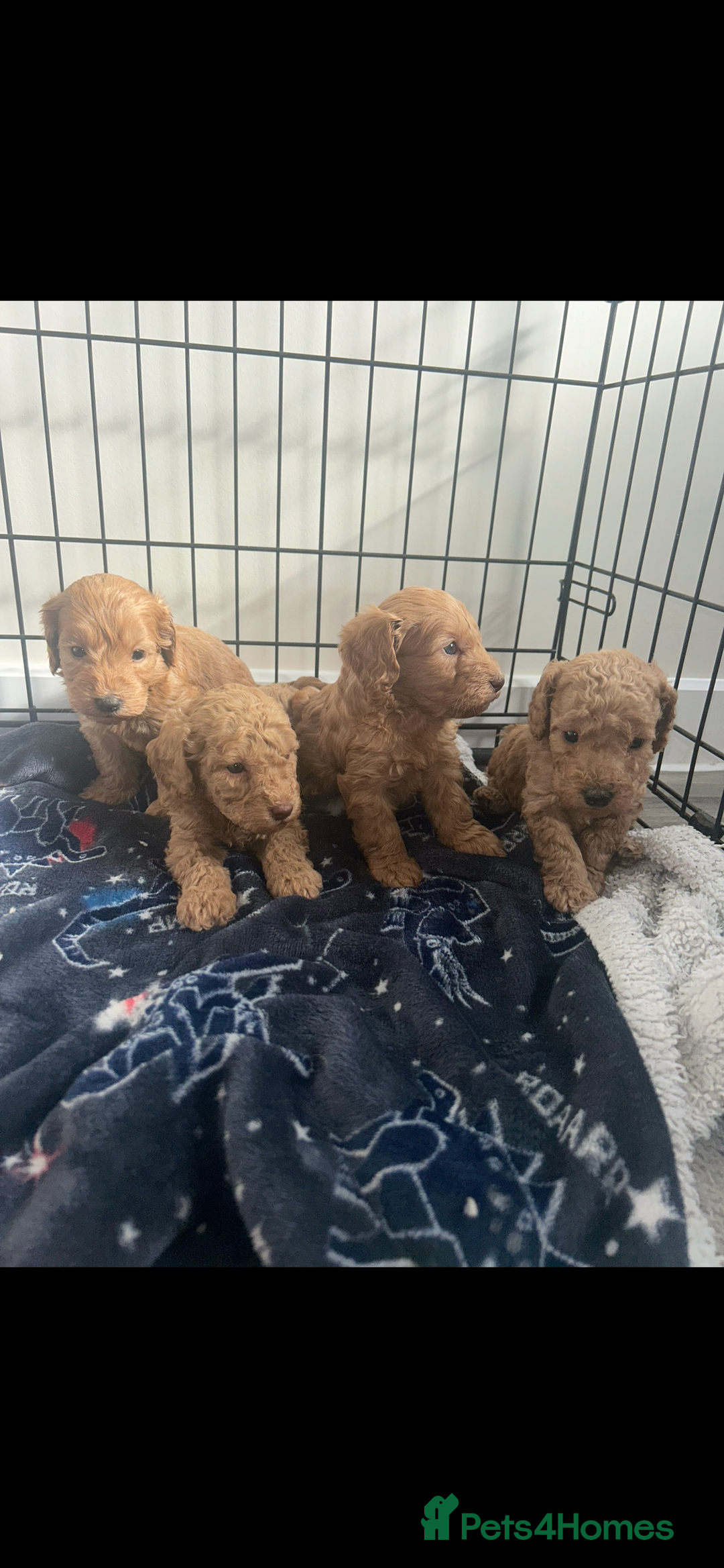 Cockapoo dogs for sale: F2 red Cockapoo puppies  - Image 13