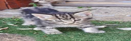 Mixed Breed cats for sale: Four kittens  - Advert 6