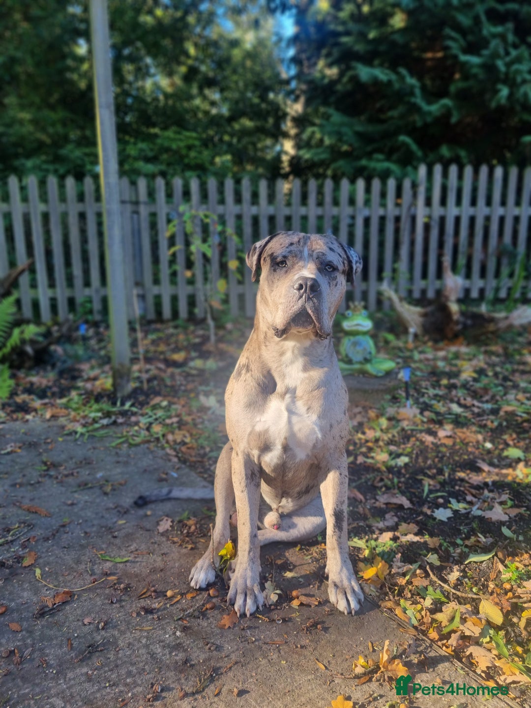 Mixed Breed dogs for sale: 14 month merle mastiff  - Advert 9