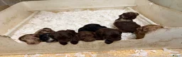 Sproodle dogs for sale: Beautiful Sproodles for sale F1 - Advert 20