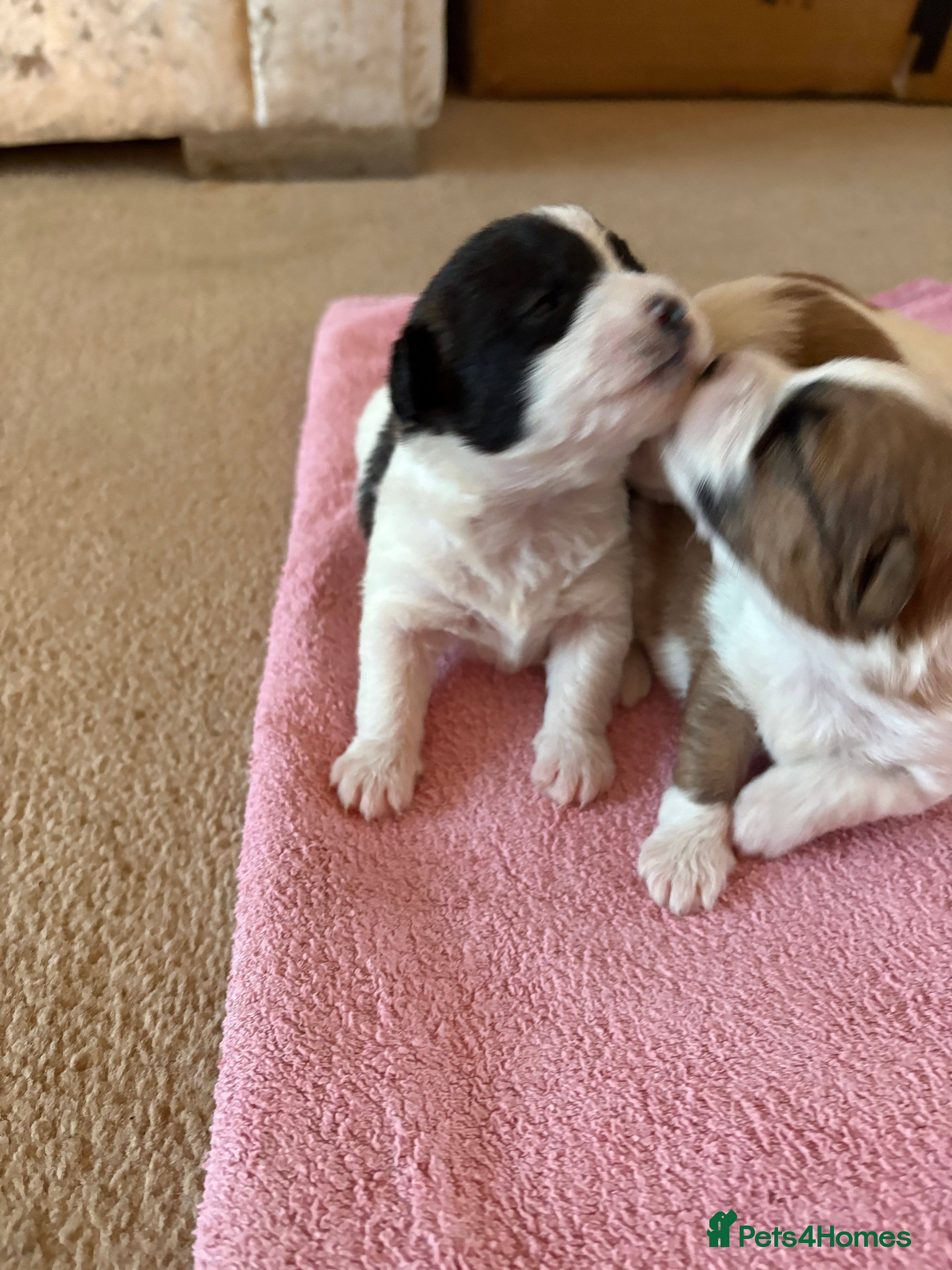 Mixed Breed dogs Stunning litter of JacaZuchon Puppies  - Advert 6