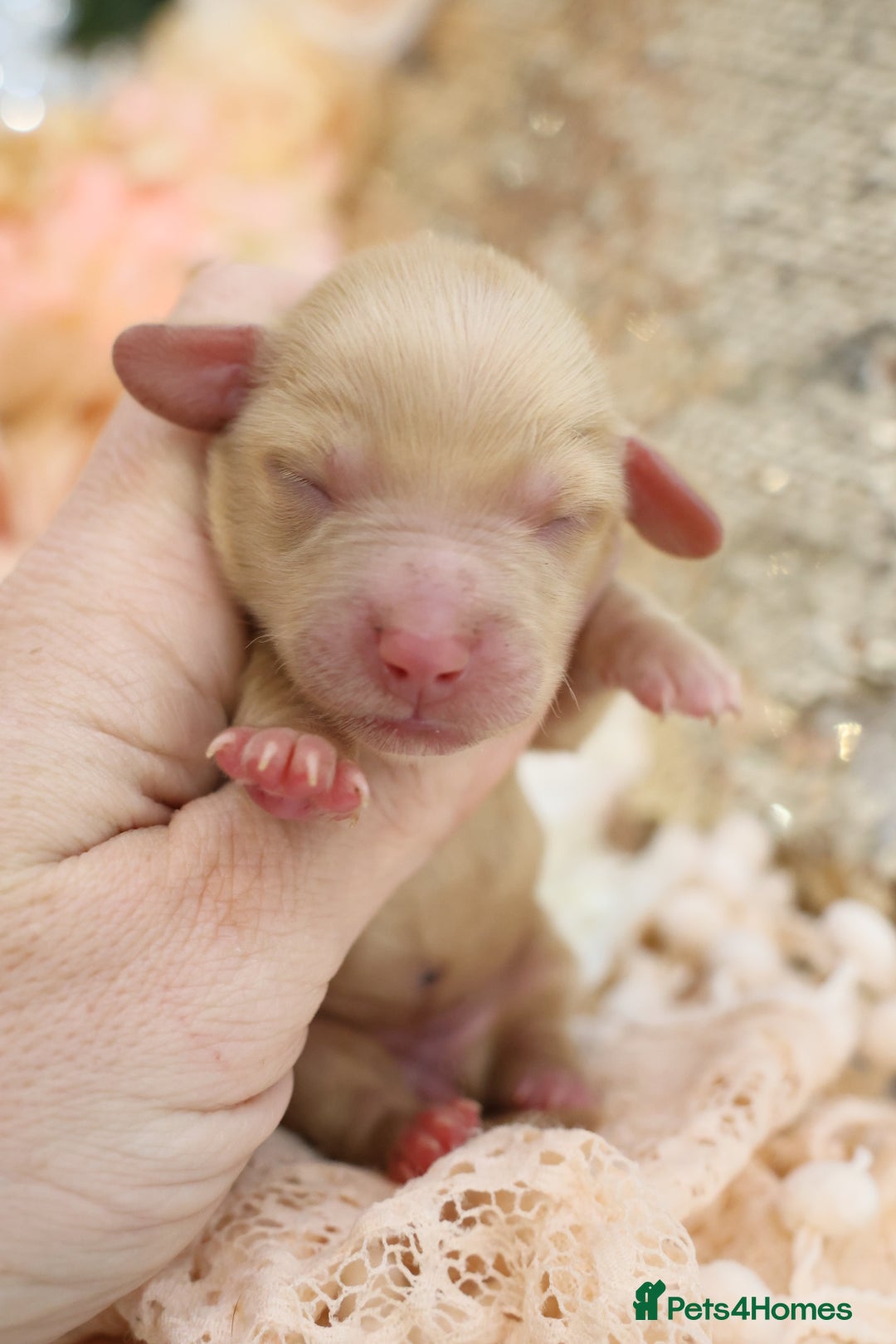 Miniature Dachshund dogs for sale: KC Longhair Miniature Dachshund Puppies - Advert 17