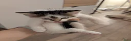 Mixed Breed cats for sale: Five Beautiful Female Kittens in Oxford - Advert 6
