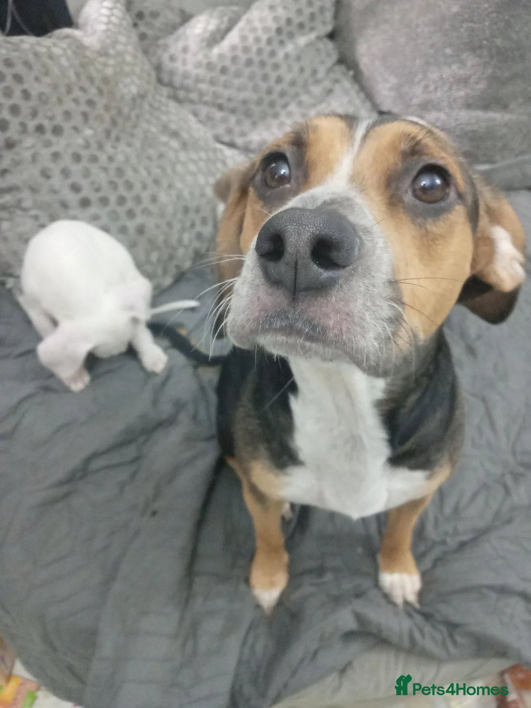 Mixed Breed dogs for sale: (Beagle x staffy) blue eyes and orange  in Rowley Regis - Advert 6