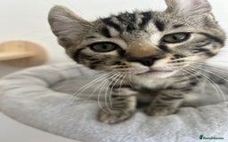 Scottish Fold cats for sale: Reduced, Ready now Last 1 rare jungle curl kittens - Image 20