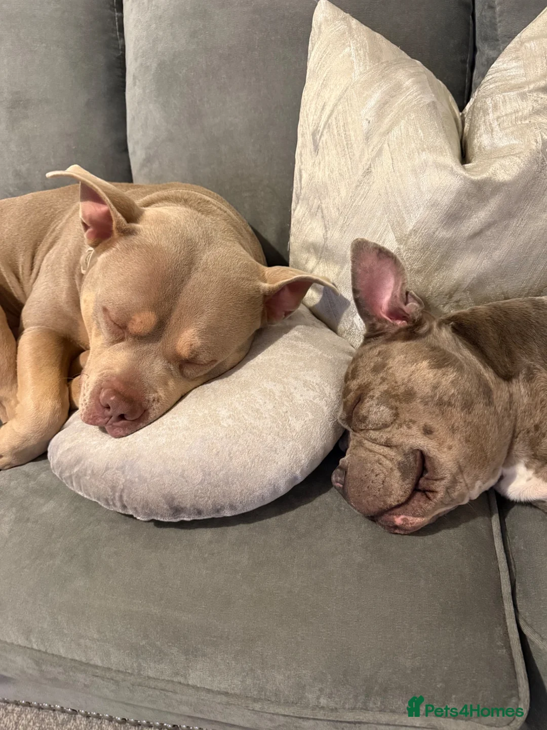 American Bully dogs for sale: 1 year old lilac tri male  - Advert 2