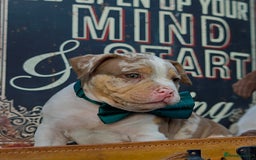American Bully dogs for sale: Last boy left 🔥🔥🔥 - Image 12