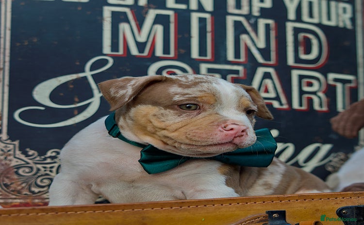 American Bully dogs - Advert 5