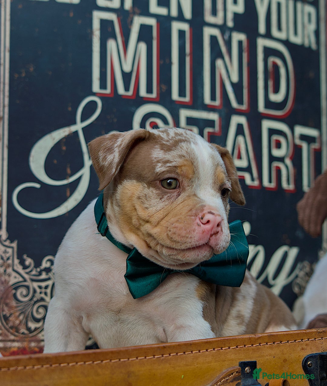 American Bully dogs for sale: Last boy left 🔥🔥🔥 - Image 12