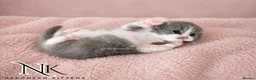 British Shorthair cats for sale: Exceptional GCCF REGISTERED BSH KITTENS - Advert 22