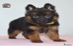 German Shepherd dogs for sale: German shepherd puppies  - Image 13