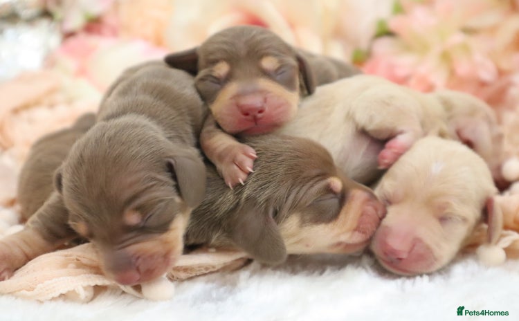 Miniature Dachshund dogs - Advert 3