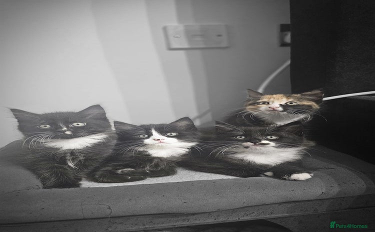 Mixed Breed cats - Advert 7