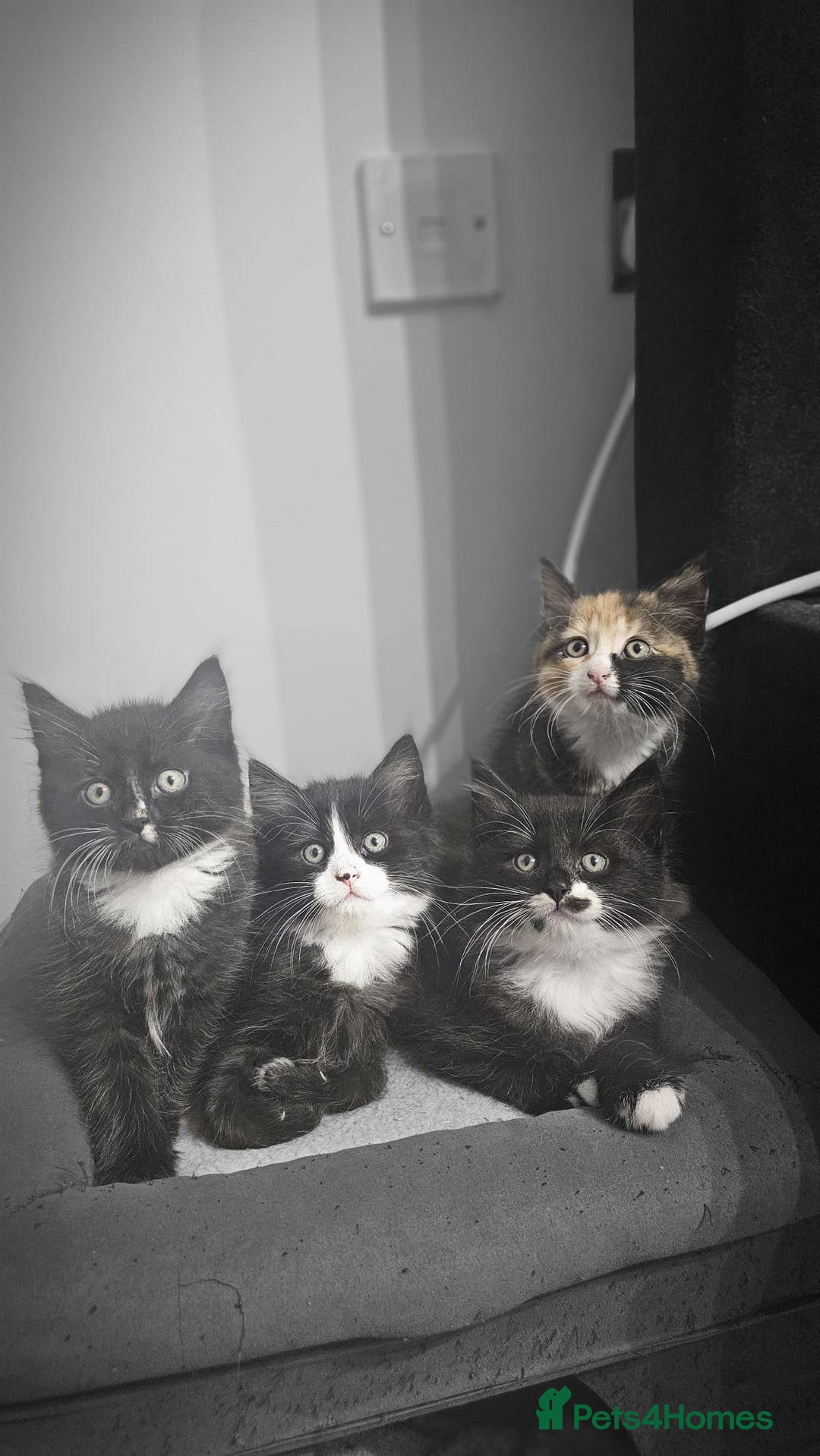Mixed Breed cats for sale: Adorable 4 Kittens for Sale! - Image 1