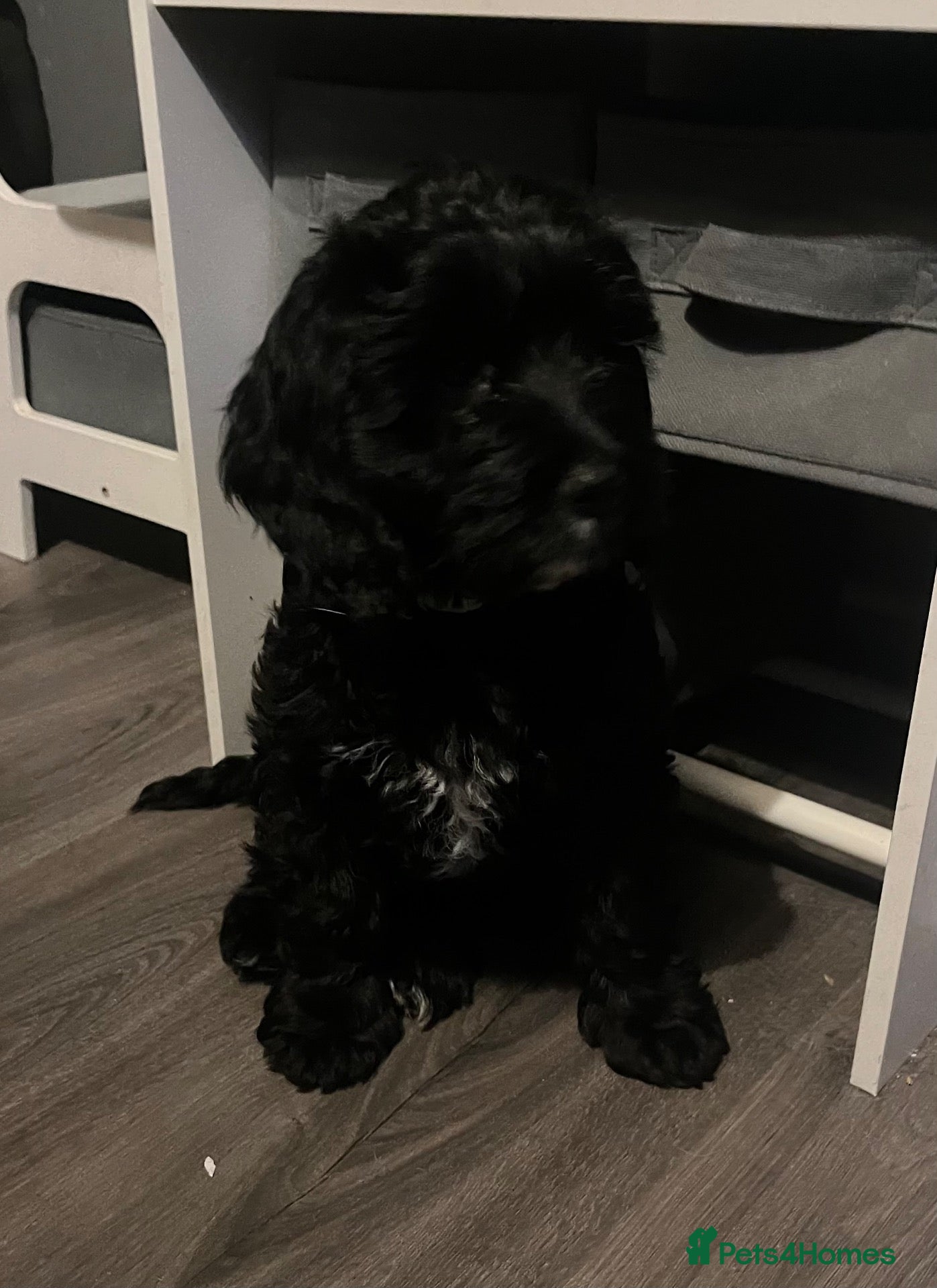 Cockapoo dogs Cockapoo’s ready now amazing smart cuddly - Advert 2