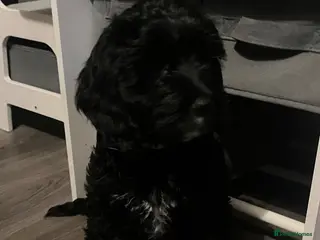 Cockapoo dogs Cockapoo’s ready now amazing smart cuddly - Advert 1