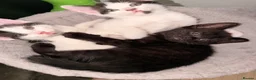 Mixed Breed cats for sale: 2 mix breed boys  in Atherstone - Advert 4