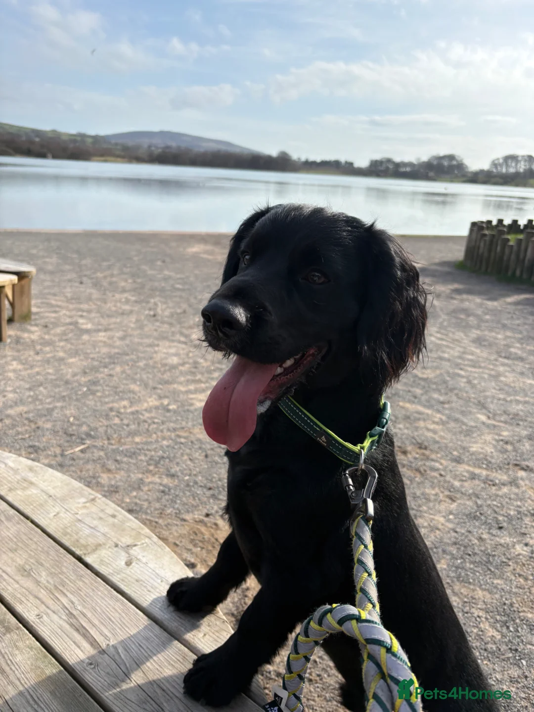 Sprocker dogs for sale: Sprocker, male 11 months old - Advert 1