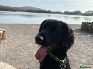Sprocker dogs Sprocker, male 11 months old - Advert 7