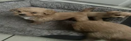 Mixed Breed dogs for sale: Toy poodle mix - Advert 8