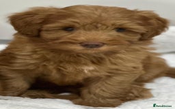 Australian Labradoodle dogs for sale: Superior Authentic Australian Labradoodle Puppies - Image 5