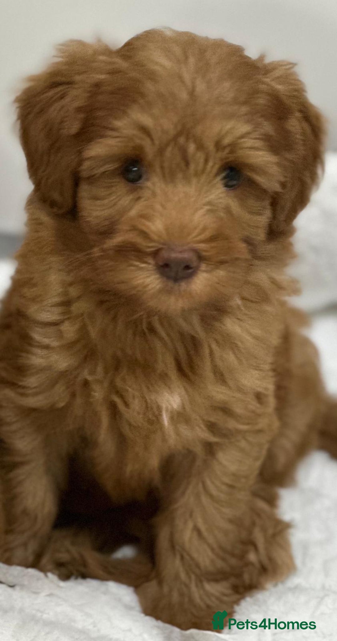 Australian Labradoodle dogs for sale: Superior Authentic Australian Labradoodle Puppies - Image 5